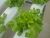 Green oakleaf xà lách sồi xanh